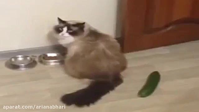 حرکات جالب و بامزه گربه ها