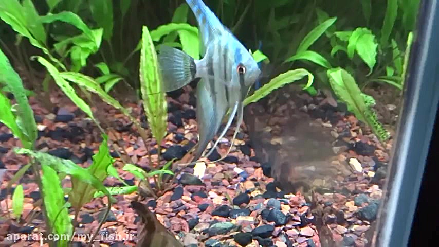 How to care for angelfish