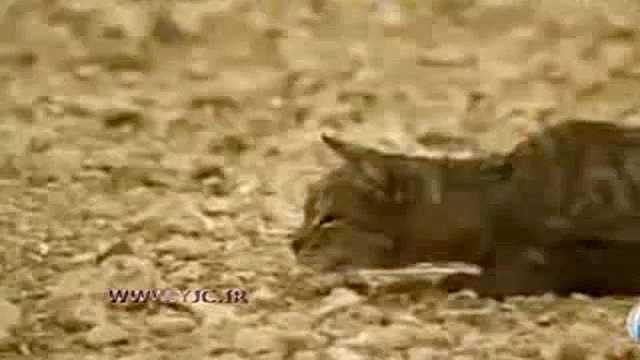 مهارت گربه در شکار کبوتر