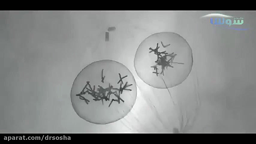 مراحل لقاح و نحوه شروع بارداری