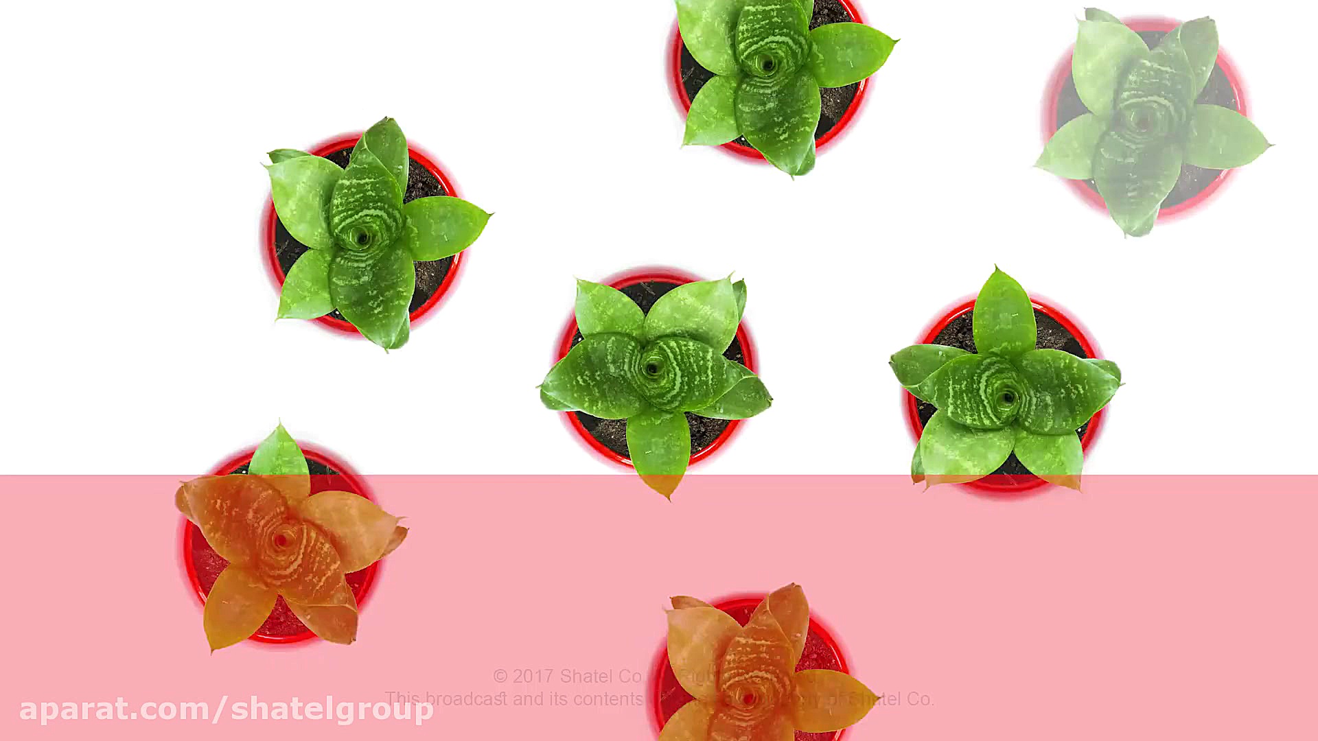 اهدای خون، اهدای زندگی