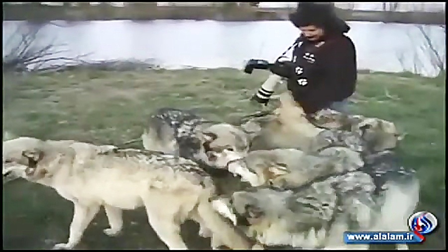 فیلم دوستی دلهره آور عکاس با گ...