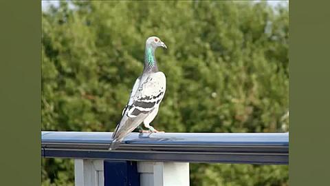 پل آبی ماگدبرگ (شرکت ماورر)