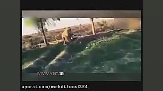 شکار تک تیرانداز داعش