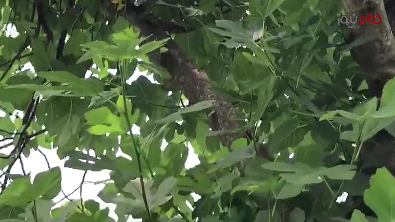 وضعیت نامناسب تیرهای چراغ برق