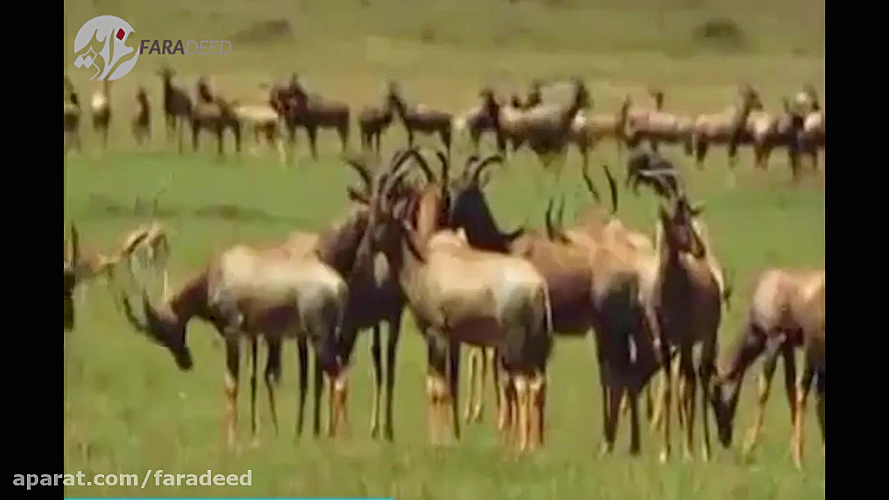 حمله مرگبار سگ های وحشی به گوز...