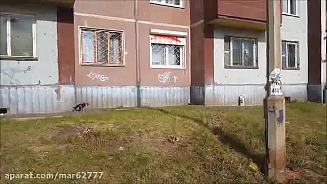 شکار کبوتر به دست گربه