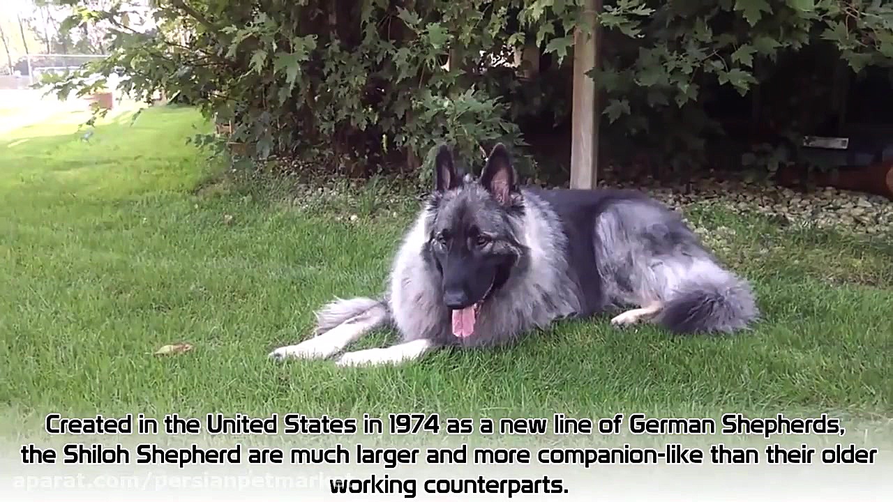 10 نژاد جدید سگ