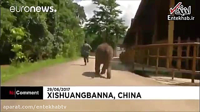 فیلم سرسره بازی بچه فیل از بال...