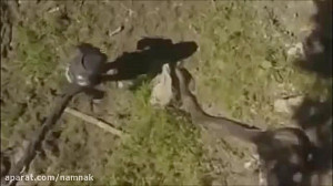 مردی که به شکم مار رفت و زنده...
