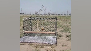 تله پرنده