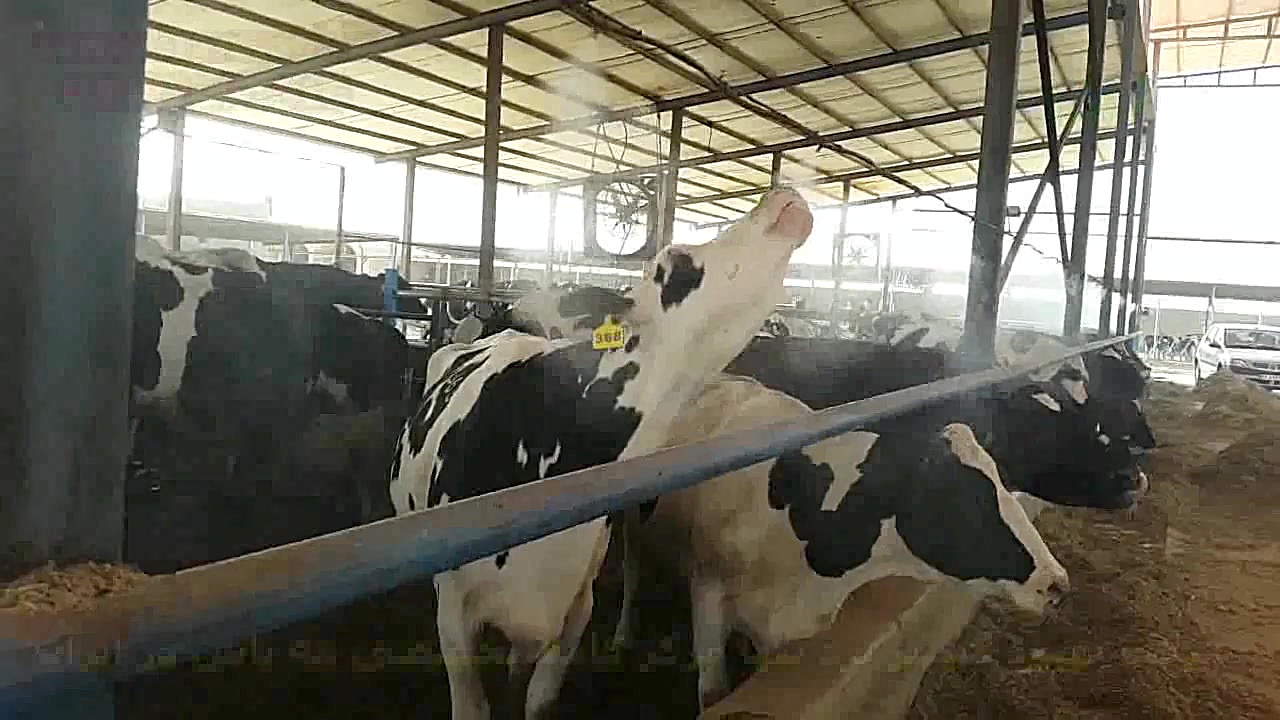 مه پاش گاوداری(شرکت بهبود گستر...