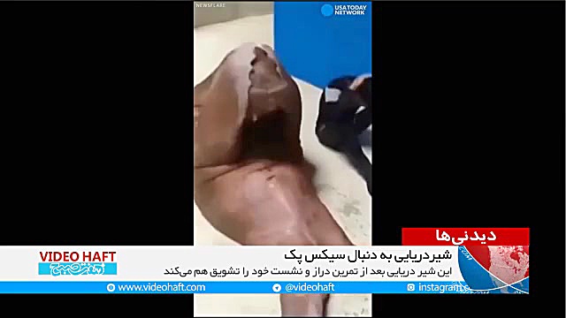 شیردریایی به دنبال سیکس پک!