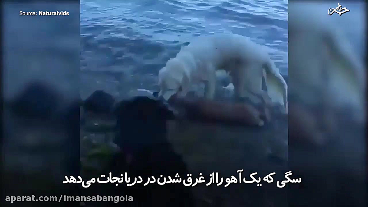 زمانی که حیوانات برای نجات همد...