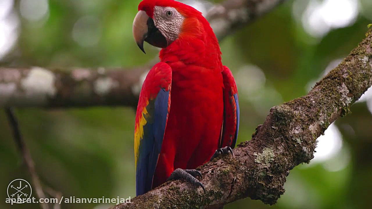 COSTA RICA IN 4K 60fps (ULTRA...