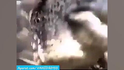 شکار شدن تمساح توسط مارپیتون غ...