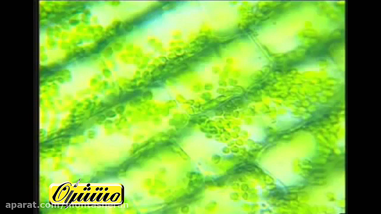 زیست شناسی دهم فصل ۶ گفتار ۱ ی...