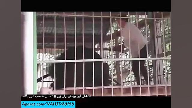 حادثه وحشتناک حمله خونین خرس س...