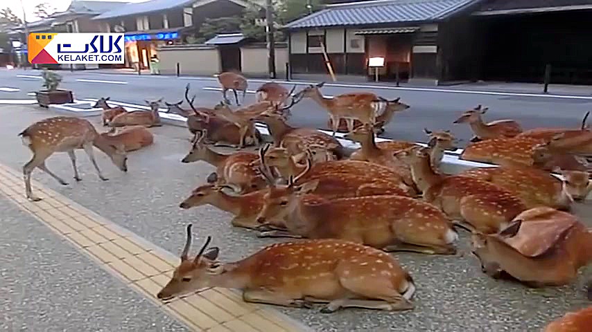 هجوم گوزن ها به شهر نارا ژاپن...