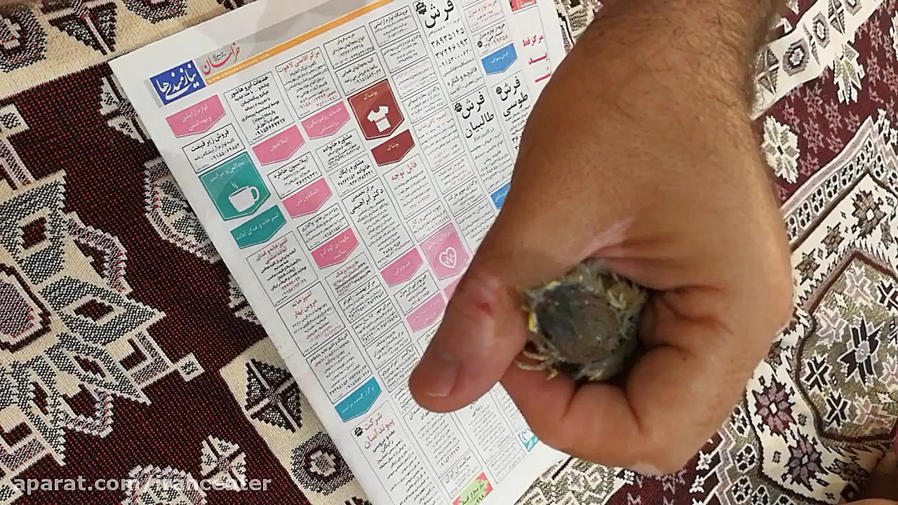 به جوجه گنجشک غذا چی بدم