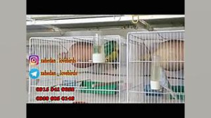 جفتگیری مرغ عشق های انگلیسی 2...