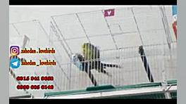 جفتگیری مرغ عشق های انگلیسی 2...