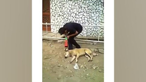 ترسوندن سگ..خیلی باحاله