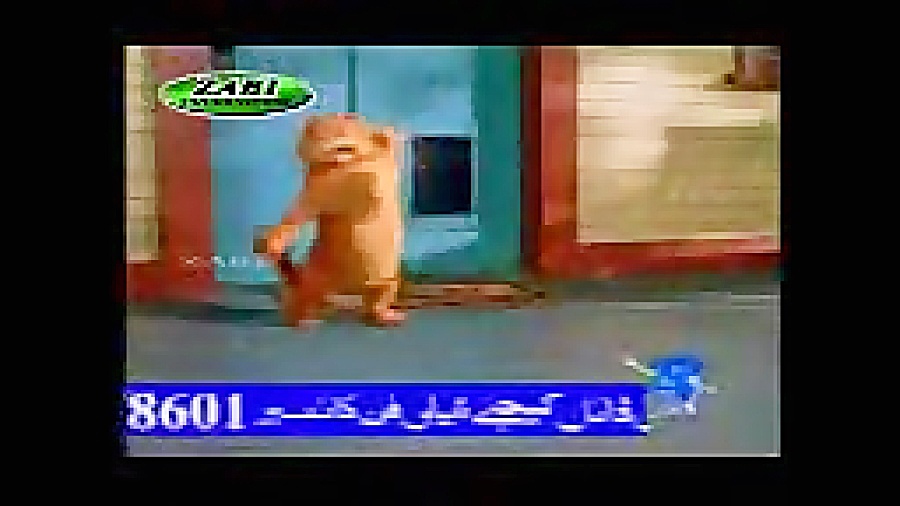 گربه افغانی !