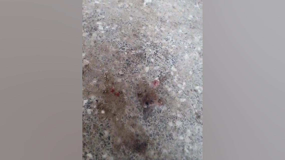 فیلم داعش خیلی درد ناکه