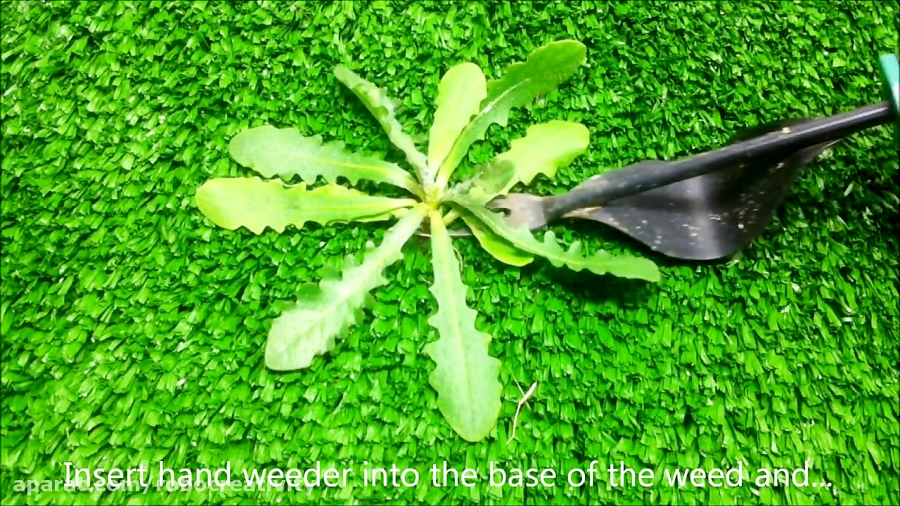 How To Remove a Weed Using a 2Prong Weed Removal Tool