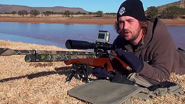 شکار کبوتر صحرای