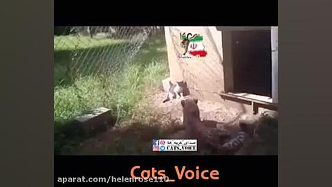 ملاقات یوزپلنگ ( چیتا ) با گرب...