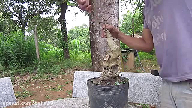 تکنیک های هرس بونسای وسیم پیچی