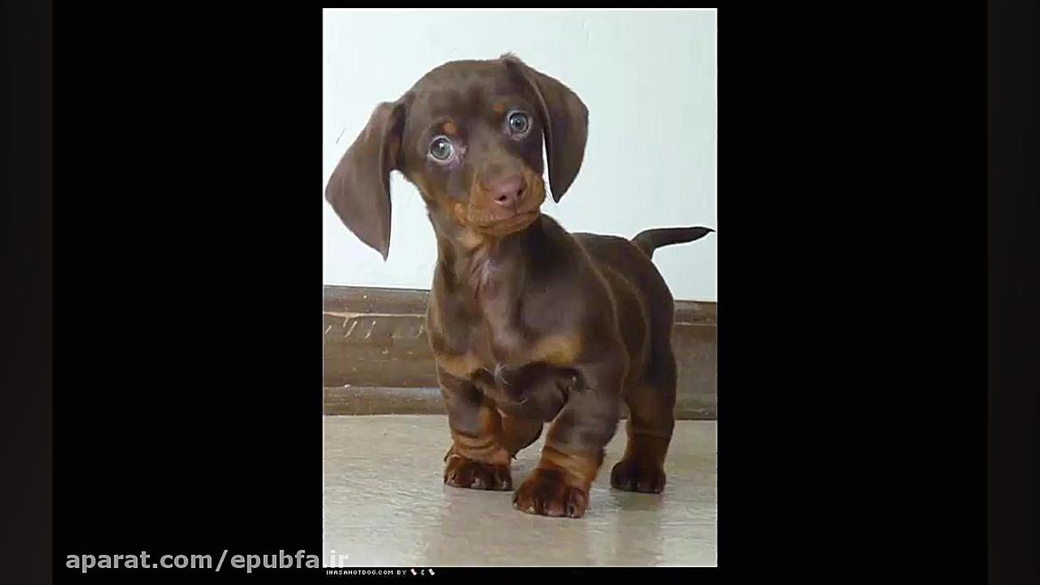 آموزش نام حیوانات به کودکان در...