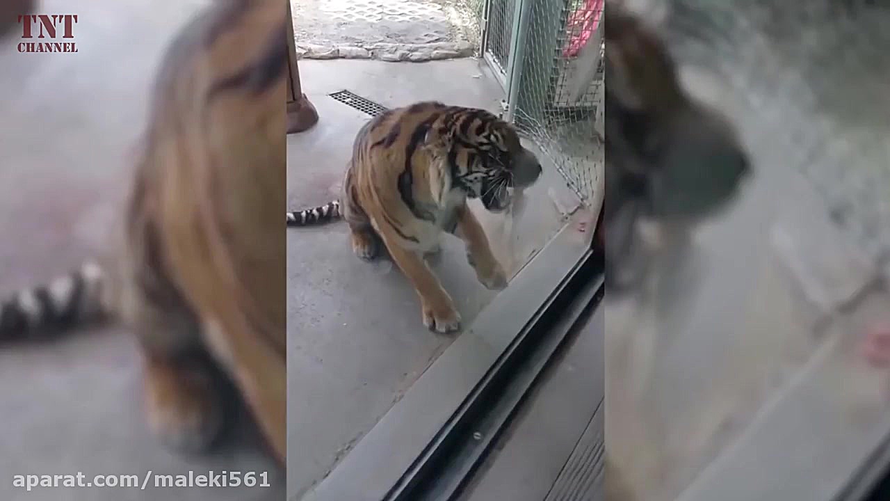 حیوانات باغ وحش