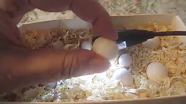 نطفه سنجی تخم نطفه دار