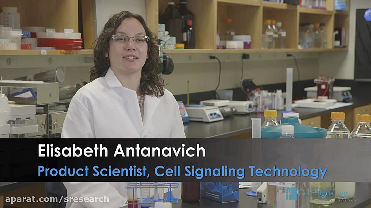 Western Blotting Protocol