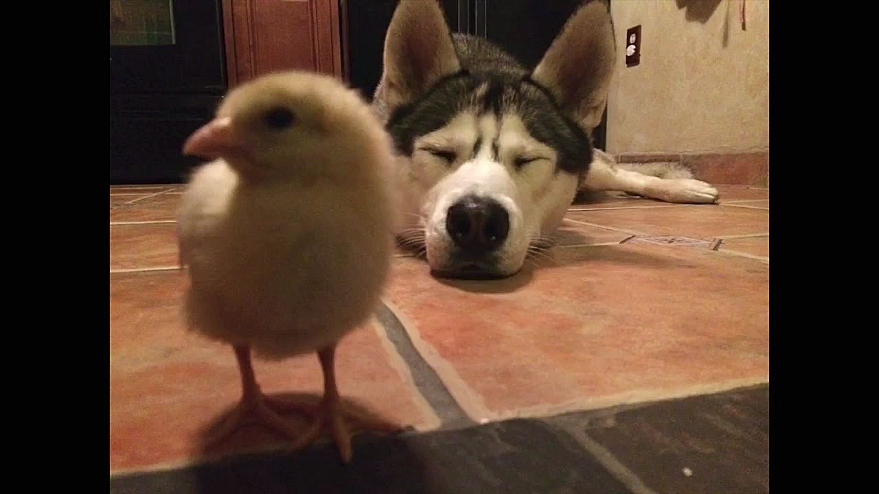 دوستی و علاقه ی شدید سگ به جوج...