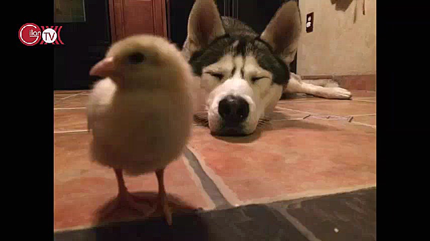 دوستی و علاقه ی شدید سگ به جوج...