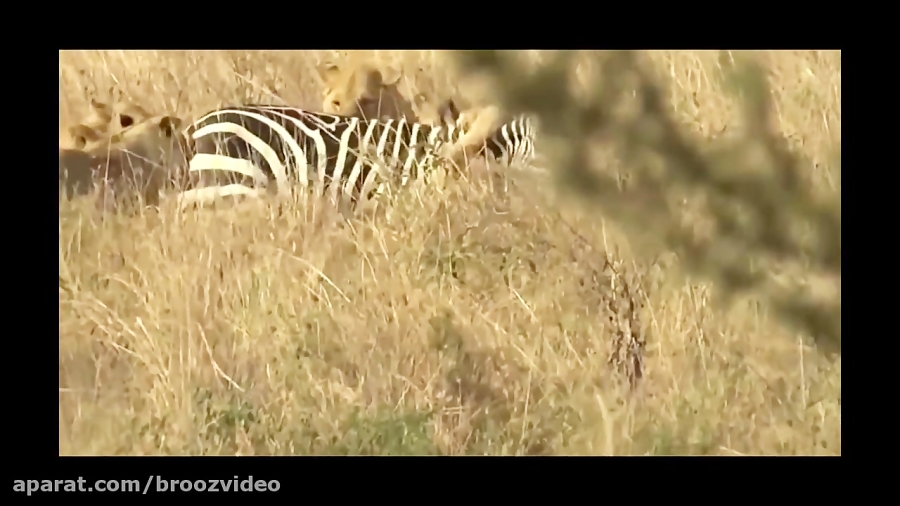 Lion vs Zebra Real fight Con mồi đánh trả Animals attack and hunt ...