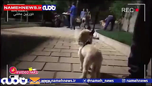 فیلم سگ بازی بچه پولدارها در پ...