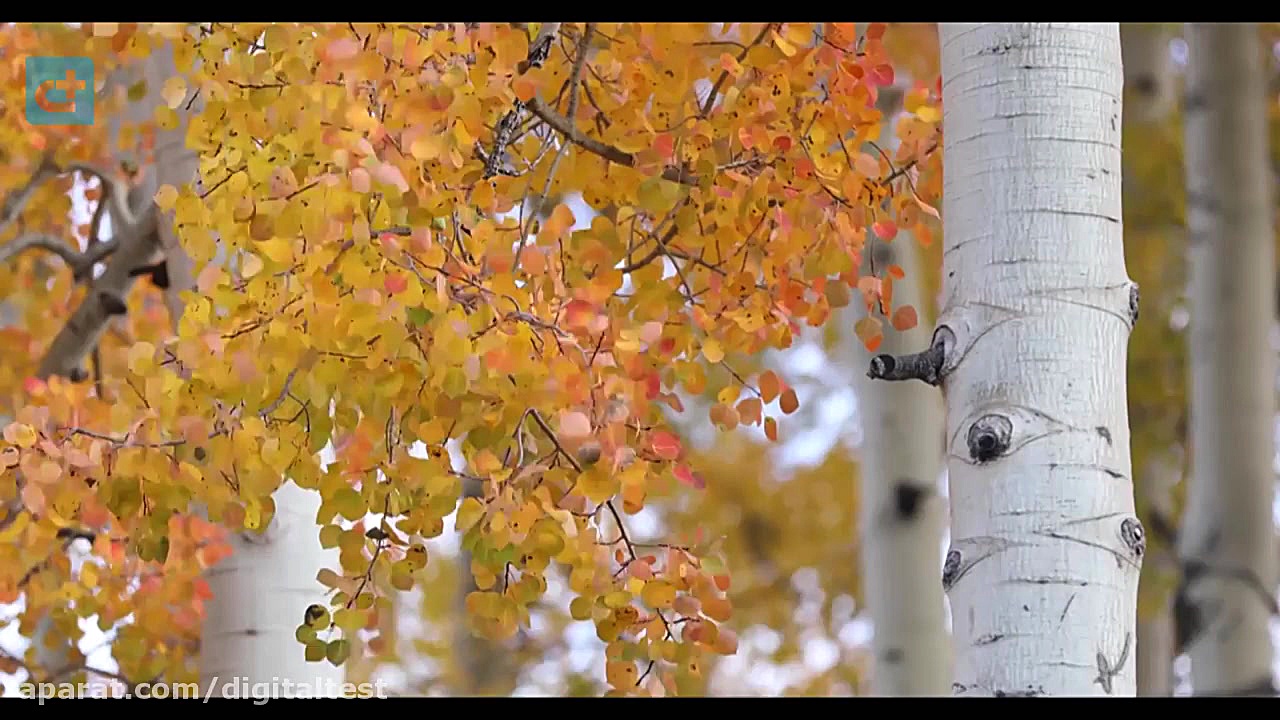 کیفیت ویدئو در دوربین کانن Can...