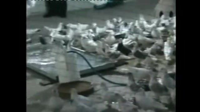 گروی 1441کبوتر  ویدیوهای سعید...