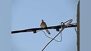 شکار کبوتر توسط دیانا۳۵