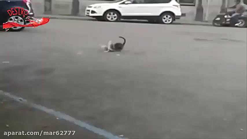 شکار کبوتر توسط گربه