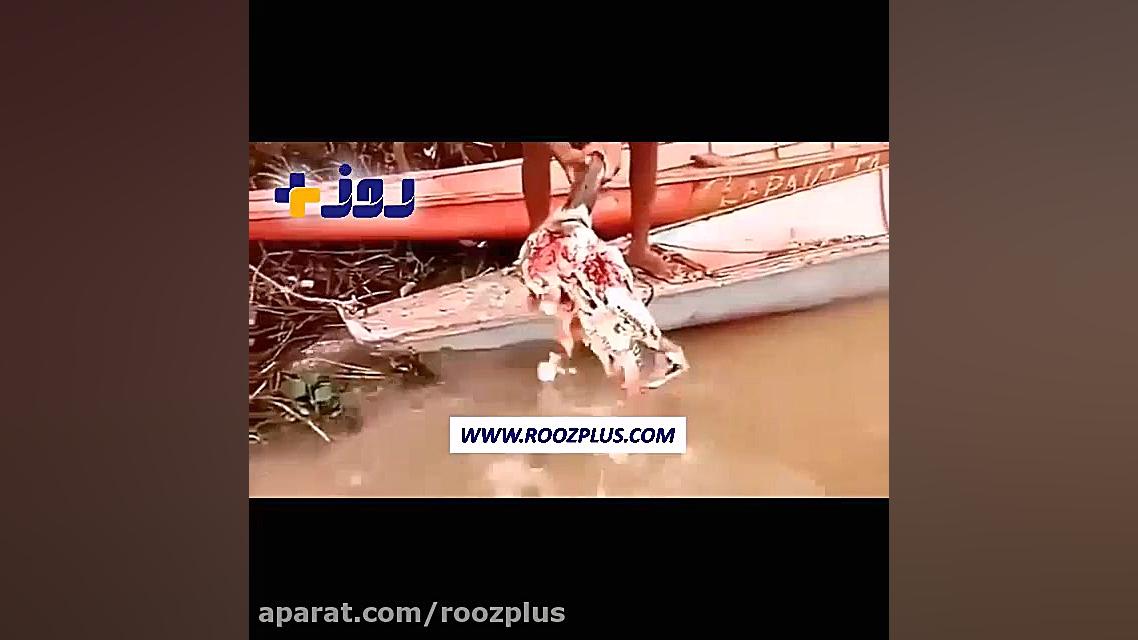 عکس العمل ماهی های گوشت خوار