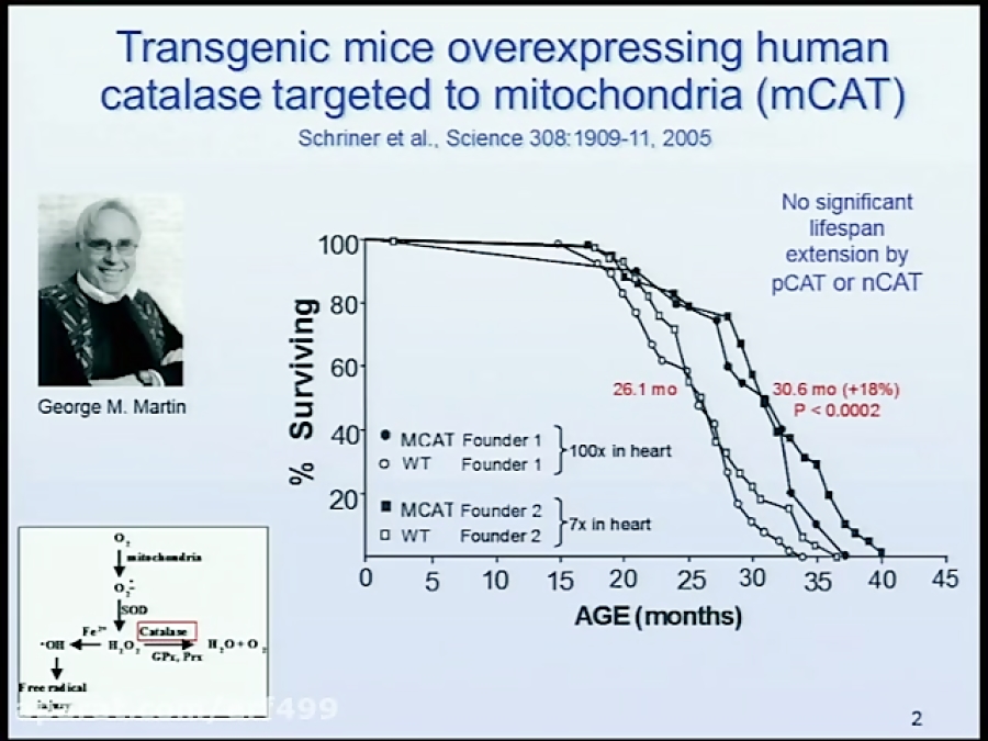 Extending Healthspan and Reversing Aging by Enhancing Mitochondrial