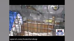 بازی کردن همستر با بشقاب پرنده...
