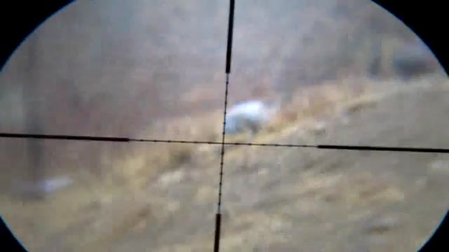 شکار کبوتر با تفنگ بادی