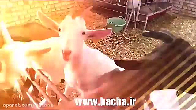 بز های آلپاین و سانن